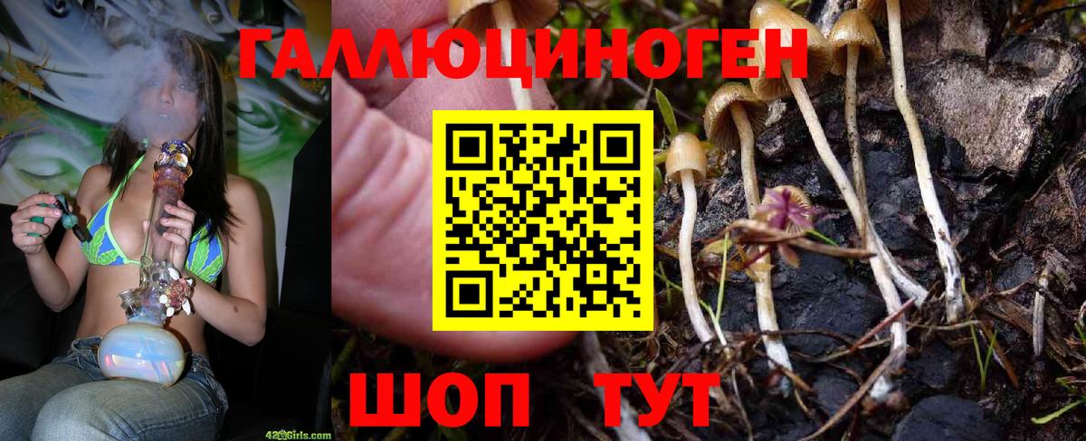Галлюциногенные грибы Psilocybine cubensis Сарапул